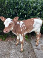 2 vaarskalveren mooi van kleur normadier  NIEUW, Dieren en Toebehoren, Runderen, Vrouwelijk, 0 tot 2 jaar