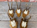Reegeweien, geweien,reebok, decoratie, kerst, 5 stuks, Verzamelen, Dierenverzamelingen, Ophalen of Verzenden, Gebruikt, Hert, Gewei of Kop