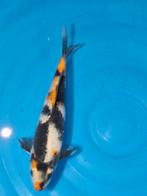 leuke showa met clownsneus 30 cm, Dieren en Toebehoren, Vissen | Vijvervissen, Karper of Koi