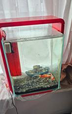 Aquarium met toebehoren en 2 Shubunkins, Dieren en Toebehoren, Ophalen, Gevuld zoetwateraquarium