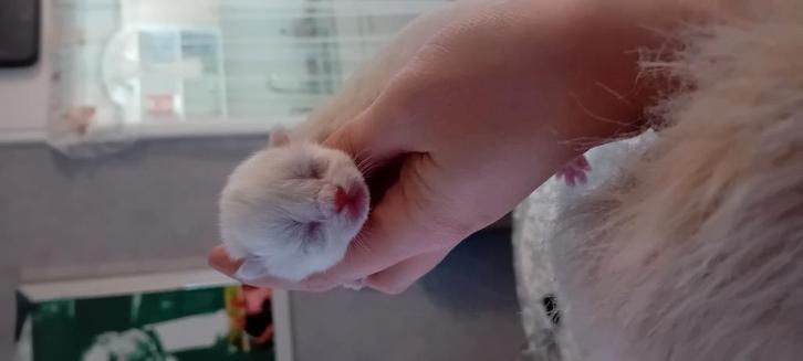 Kitten, Dieren en Toebehoren, Katten en Kittens | Overige Katten, Poes