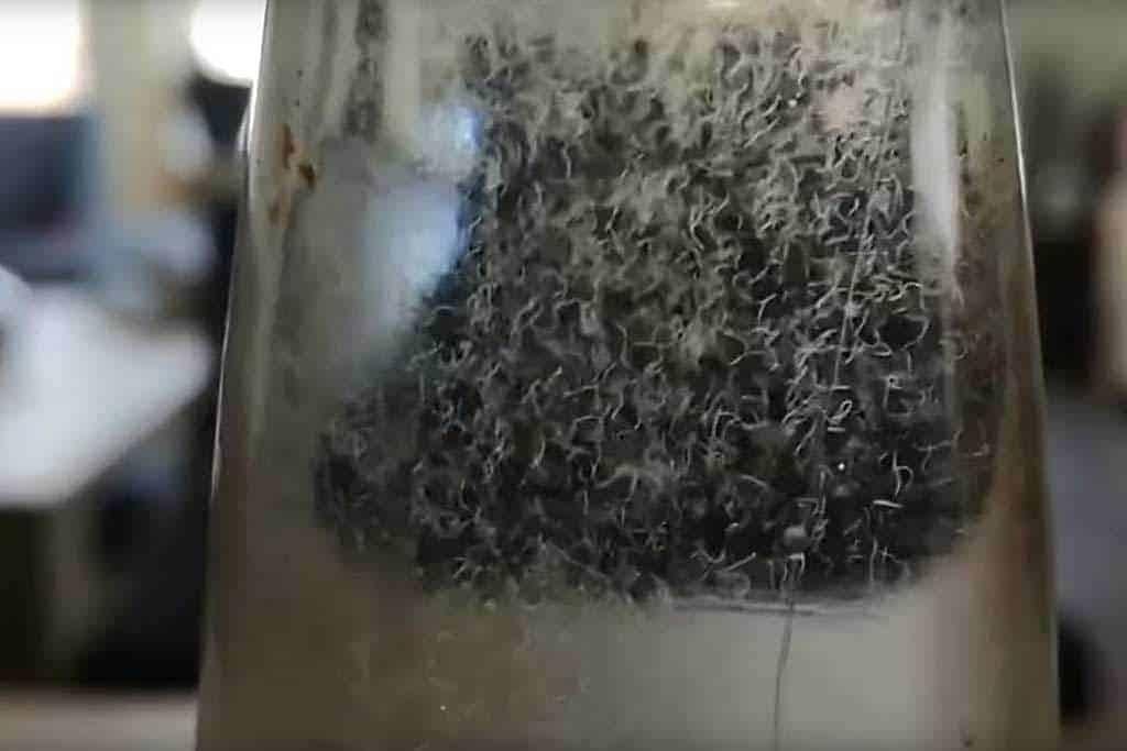 Levend Voer Aquarium – Azijnaaltjes + Microwormen, Dieren en Toebehoren, Ophalen, Nieuw