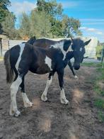 Prachtig bont merrie veulen Tinker x Volbloed, Dieren en Toebehoren, Merrie, Niet van toepassing, Minder dan 160 cm, 0 tot 2 jaar