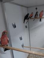 Bourks parkieten., Dieren en Toebehoren, Vogels | Parkieten en Papegaaien, Meerdere dieren, Parkiet, Geringd