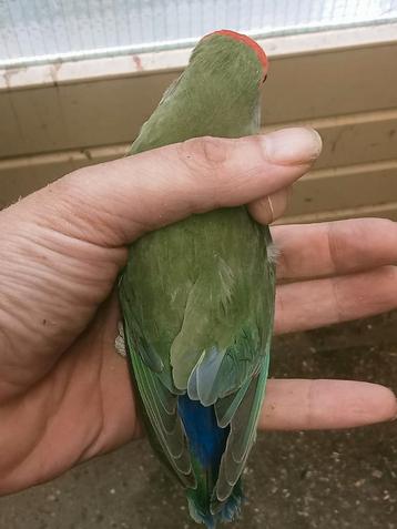 Prachtige jonge agapornis roseicollie pop split blauw  beschikbaar voor biedingen