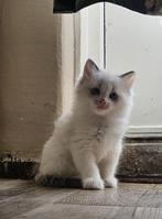 100% Ragdoll kittens – met enting & dierenartscheck, Dieren en Toebehoren, Katten en Kittens | Overige Katten, Meerdere dieren