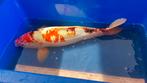douitsu koi karper 58 cm, Dieren en Toebehoren, Vissen | Vijvervissen, Karper of Koi