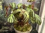 Sonerila Fluo / Pulchella, Ophalen of Verzenden, Overige soorten, Minder dan 100 cm