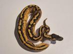 1.0 pastel gene x phantom pied ball python, Dieren en Toebehoren, Reptielen en Amfibieën