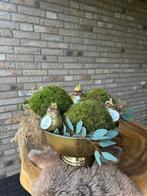 Amaryllis bollen in gouden champagne koeler met lichtjes, Overige soorten, In pot, Minder dan 100 cm, Bloeiende kamerplant