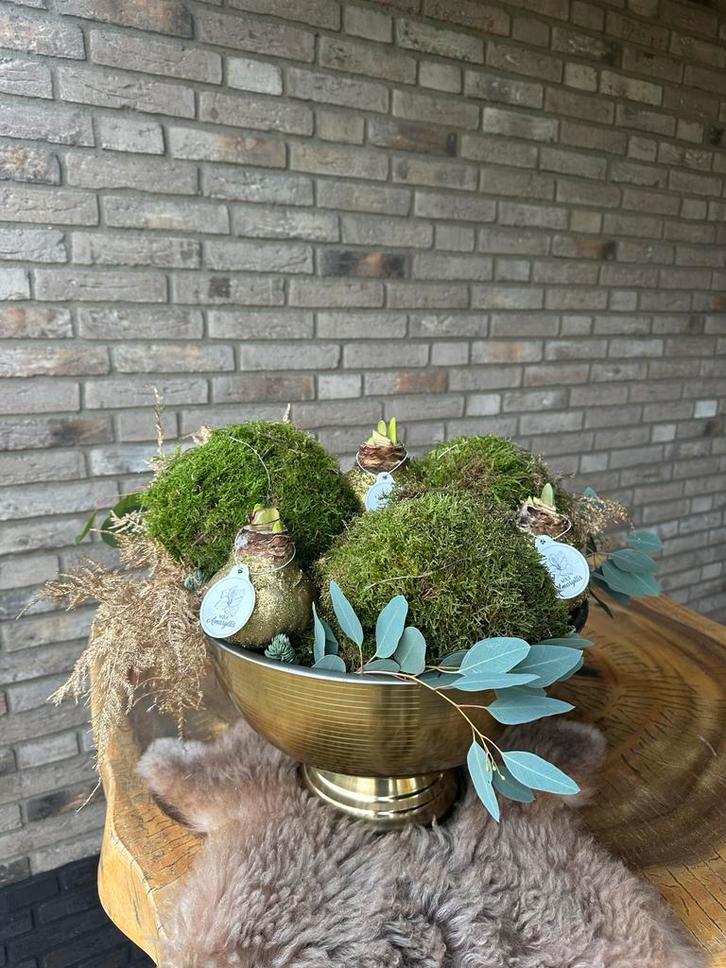 Amaryllis bollen in gouden champagne koeler met lichtjes, Huis en Inrichting, Kamerplanten, Overige soorten, Minder dan 100 cm