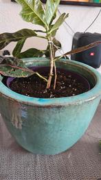 Plant for free, Tuin en Terras, Planten | Tuinplanten, Ophalen, Zomer, Overige soorten, Volle zon
