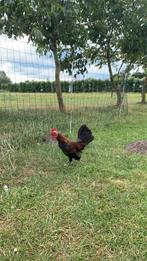 Serama haantje, Dieren en Toebehoren, Pluimvee