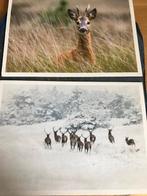 Herten, Ophalen of Verzenden, Voor 1920, Ongelopen, Paard