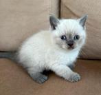 Britse Korthaar Kitten, Dieren en Toebehoren, Kater, Ontwormd, 0 tot 2 jaar