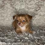 Chihuahua pup reutje (Sandy), Dieren en Toebehoren, Honden | Chihuahua's en Gezelschapshonden, Particulier, 8 tot 15 weken, Meerdere dieren