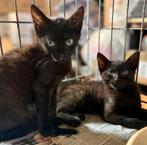 Een hechte kattenfamilie zoekt een thuis voor altijd, Poes