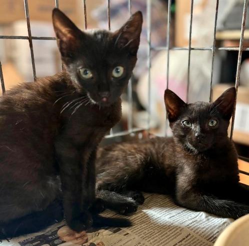 Een hechte kattenfamilie zoekt een thuis voor altijd, Dieren en Toebehoren, Katten en Kittens | Overige Katten, Poes