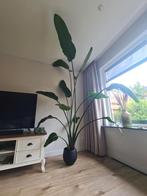 Strelitzia kamerplant, Huis en Inrichting, Kamerplanten, Ophalen, Overige soorten, 200 cm of meer