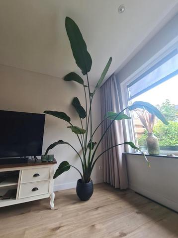 Strelitzia kamerplant beschikbaar voor biedingen