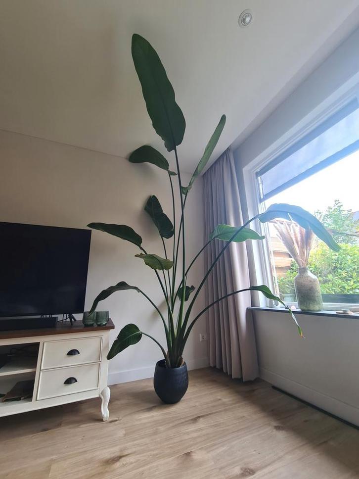 Strelitzia kamerplant, Huis en Inrichting, Kamerplanten, Overige soorten, 200 cm of meer, Ophalen