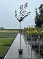 Prunus 'Royal Burgundy' 🍀🌸(Japanse sierkers), Tuin en Terras, Planten | Bomen, Ophalen, Halfschaduw, Overige soorten