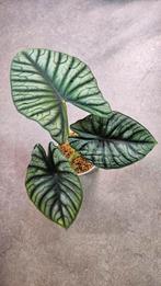 Alocasia Nebula Imperialis, Ophalen of Verzenden, Overige soorten, Minder dan 100 cm