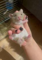Tamme goudhamster, Dieren en Toebehoren, Knaagdieren, Hamster, Februari, Mannelijk, Tam