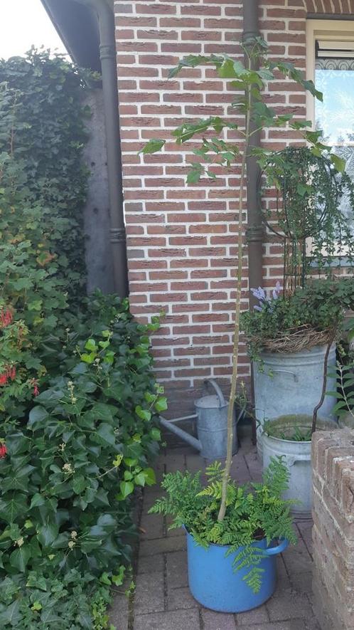 Jonge Es Boompje, Tuin en Terras, Planten | Bomen, Overige soorten, Minder dan 100 cm, Volle zon, In pot, Ophalen