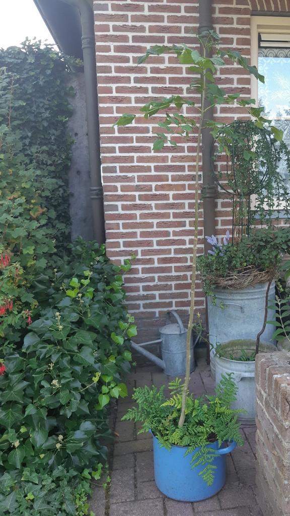 Jonge Es Boompje, Tuin en Terras, Planten | Bomen, Overige soorten, Minder dan 100 cm, Volle zon, In pot, Ophalen