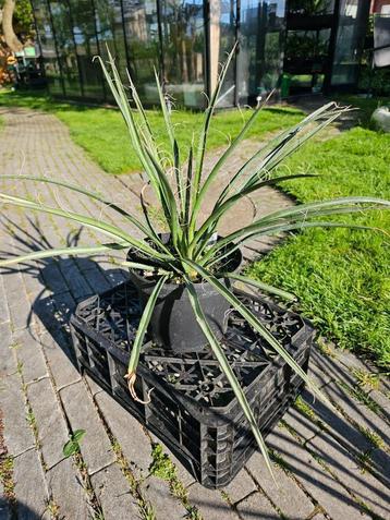 Yucca filifera - Palmlelie beschikbaar voor biedingen