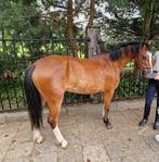 Mooie Welsh A pony (evt. ruilen), Mei, Vrouwelijk