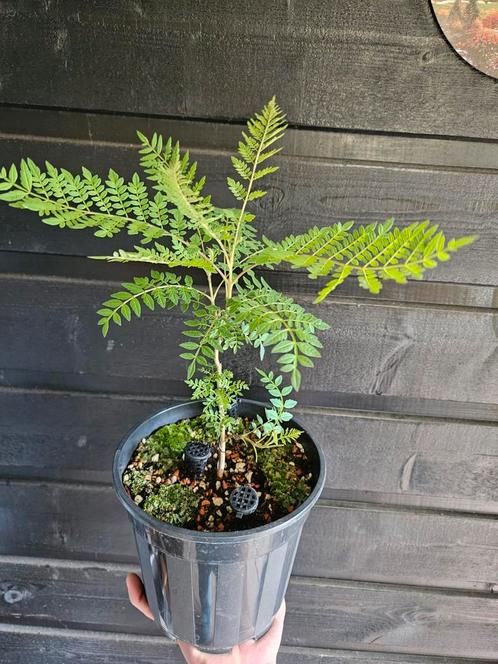 Jacaranda Mimosifolia ( palissander boom ), Tuin en Terras, Planten | Bomen, Overige soorten, Ophalen of Verzenden