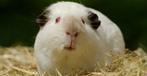 2x Himalaya mix cavia broertjes, Dieren en Toebehoren, Knaagdieren, Mei, Mannelijk, Cavia