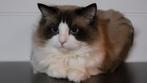 100% Ragdoll Bicolour Points | Dekkater zonder beperkingen, Dieren en Toebehoren, Katten en Kittens | Dekkaters, 3 tot 5 jaar