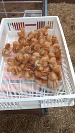Lohman brown henkuikens te koop, Meerdere dieren, Kip