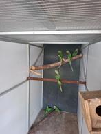 3 x koppel grote alexander parkieten, Meerdere dieren, Parkiet