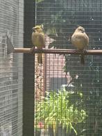 Groene kardinalen koppel, Dieren en Toebehoren, Vogels | Overige Vogels, Meerdere dieren