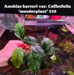 Anubias barteri var. Coffeefolia, Ophalen of Verzenden, Nieuw, Plant(en), Steen of Hout