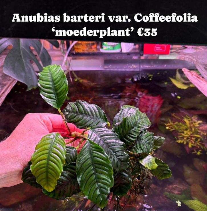 Anubias barteri var. Coffeefolia, Dieren en Toebehoren, Vissen | Aquaria en Toebehoren, Nieuw, Plant(en), Steen of Hout, Ophalen of Verzenden