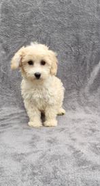 Maltipoo pups, Dieren en Toebehoren, Honden | Chihuahua's en Gezelschapshonden, Rabiës (hondsdolheid), Overige rassen, 8 tot 15 weken