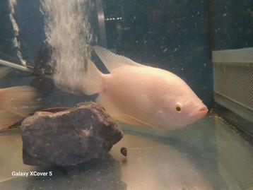 Reuzen gourami albino beschikbaar voor biedingen