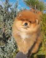 Pomeriaan pup teefje.  🎄, Dieren en Toebehoren, Honden | Poolhonden, Keeshonden en Oertypen, Particulier, 8 tot 15 weken, Buitenland