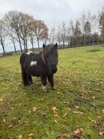 Super brave mooie zwartbonte shetlander merrie., Dieren en Toebehoren, Pony's, Merrie, A pony (tot 1.17m), 3 tot 6 jaar, Recreatiepony