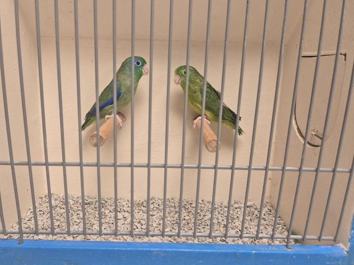 Oogring Forpussen, verschillende koppels en losse poppen, Dieren en Toebehoren, Vogels | Parkieten en Papegaaien, Dwergpapegaai of Agapornis