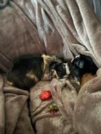 2 super lieve cavia’s zoeken een huisje - Met Hok en spullen, Dieren en Toebehoren, Knaagdieren, Cavia, Mannelijk, Mei, Tam