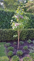 Sering op stam paars bloeiend 1 jaar oud, Overige soorten, Lente, 100 tot 250 cm, Ophalen