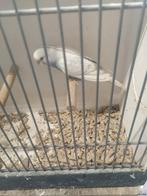 Jonge grasparkietj, Dieren en Toebehoren, Meerdere dieren, Parkiet, Tam