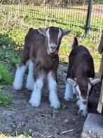 Toggenburger bokjes te koop, Dieren en Toebehoren, Schapen, Geiten en Varkens, Mannelijk, Geit, 0 tot 2 jaar