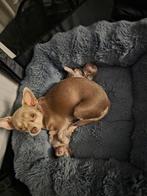 2 chihuahua pups te koop, Dieren en Toebehoren, Honden | Chihuahua's en Gezelschapshonden, 8 tot 15 weken, Teef, Meerdere, Chihuahua